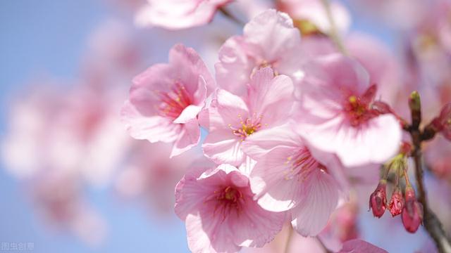 桃花扇简介，桃花扇简介及故事梗概长生殿（美人血染就的时代传奇）