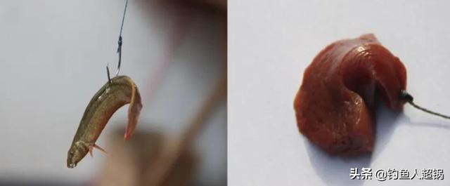 杀甲鱼有几种方法，甲鱼咋个杀（掌握方法一钩一线一饵一晚上就可以钓一桶）