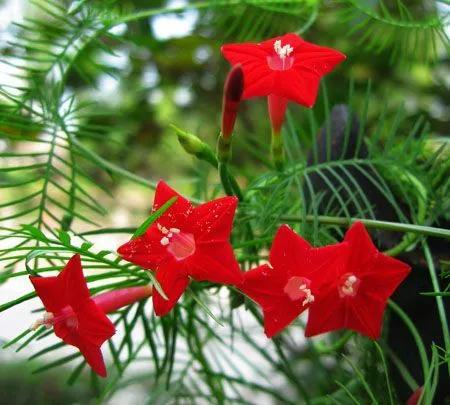 鲜花的花语和花的数目的寓意，鲜花数量的寓意（100种迷人的“数字花”）