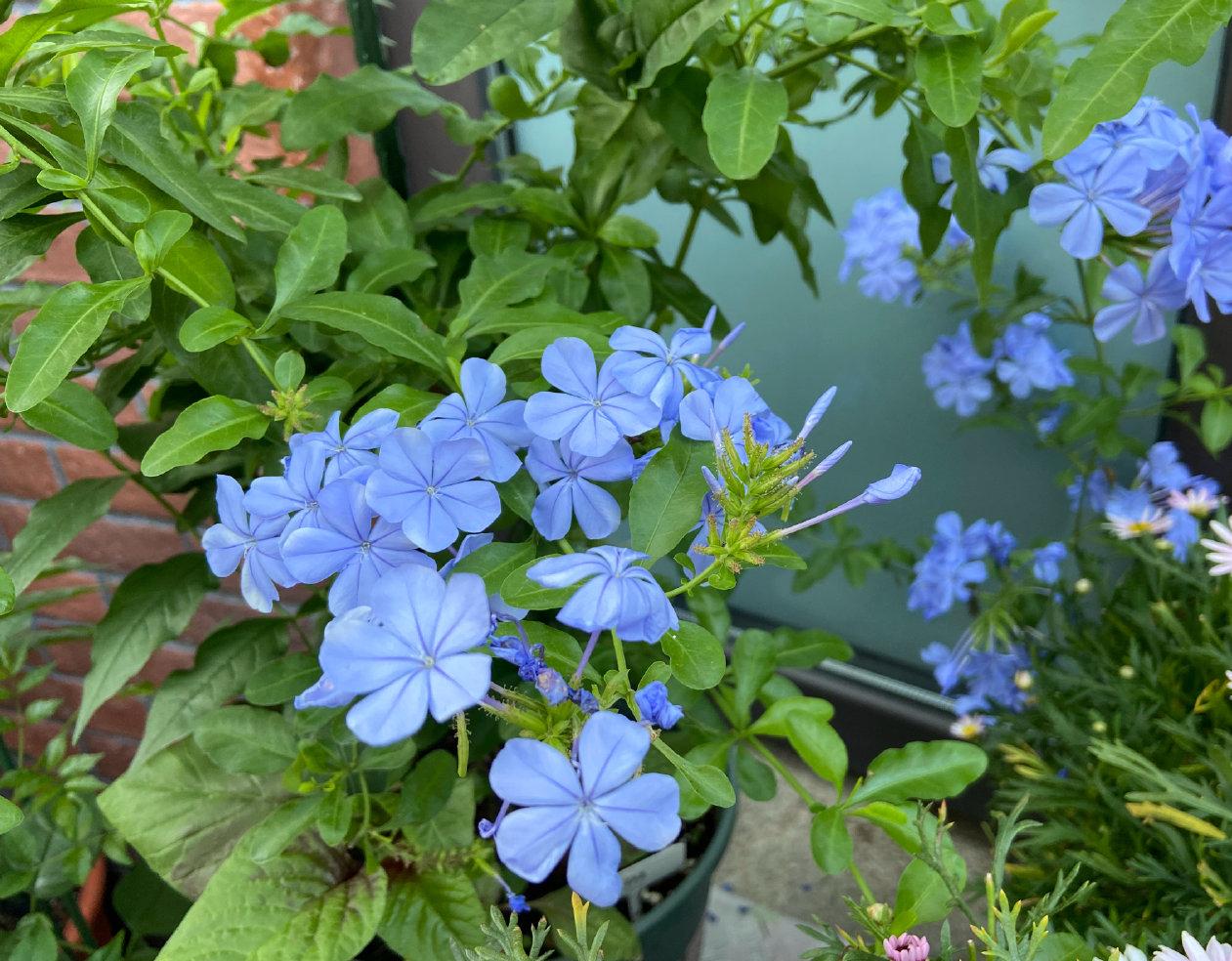 蓝雪花球形(蓝雪球花图片)-娱宸网