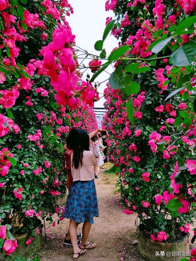 市花和市树是什么，杭州的市树和市花是什么（昆明400亩网红月季花海）