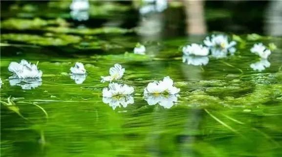 水性杨花是什么意思，海菜花为啥叫水性杨花（与“水性杨花”来场美妙的邂逅吧）