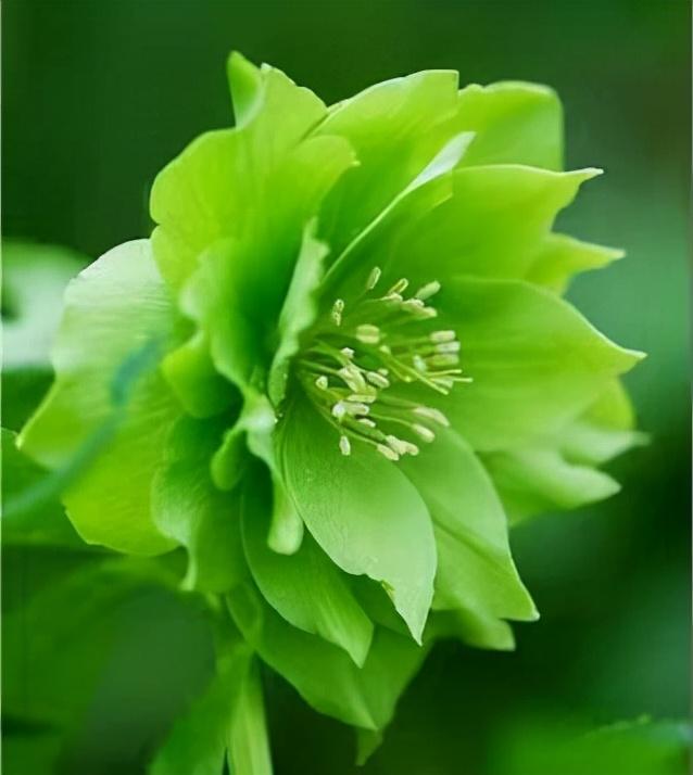 绿色的花有哪些，开绿色花的是什么兰花（ 绿叶常见绿花不常见）