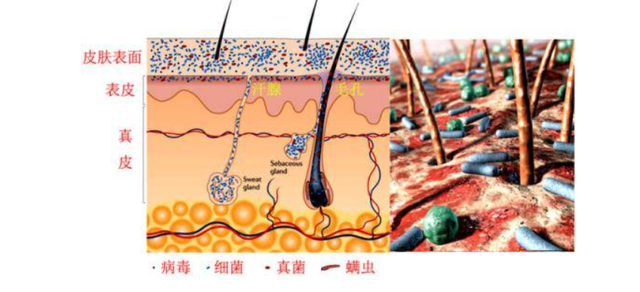 控油护肤品怎么用，控油护肤品十大排行榜（这份真正有效的“控油”护肤方案）