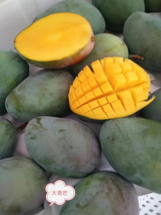 芒果是热带水果吗，热带水果之王（热带水果芒果集锦）