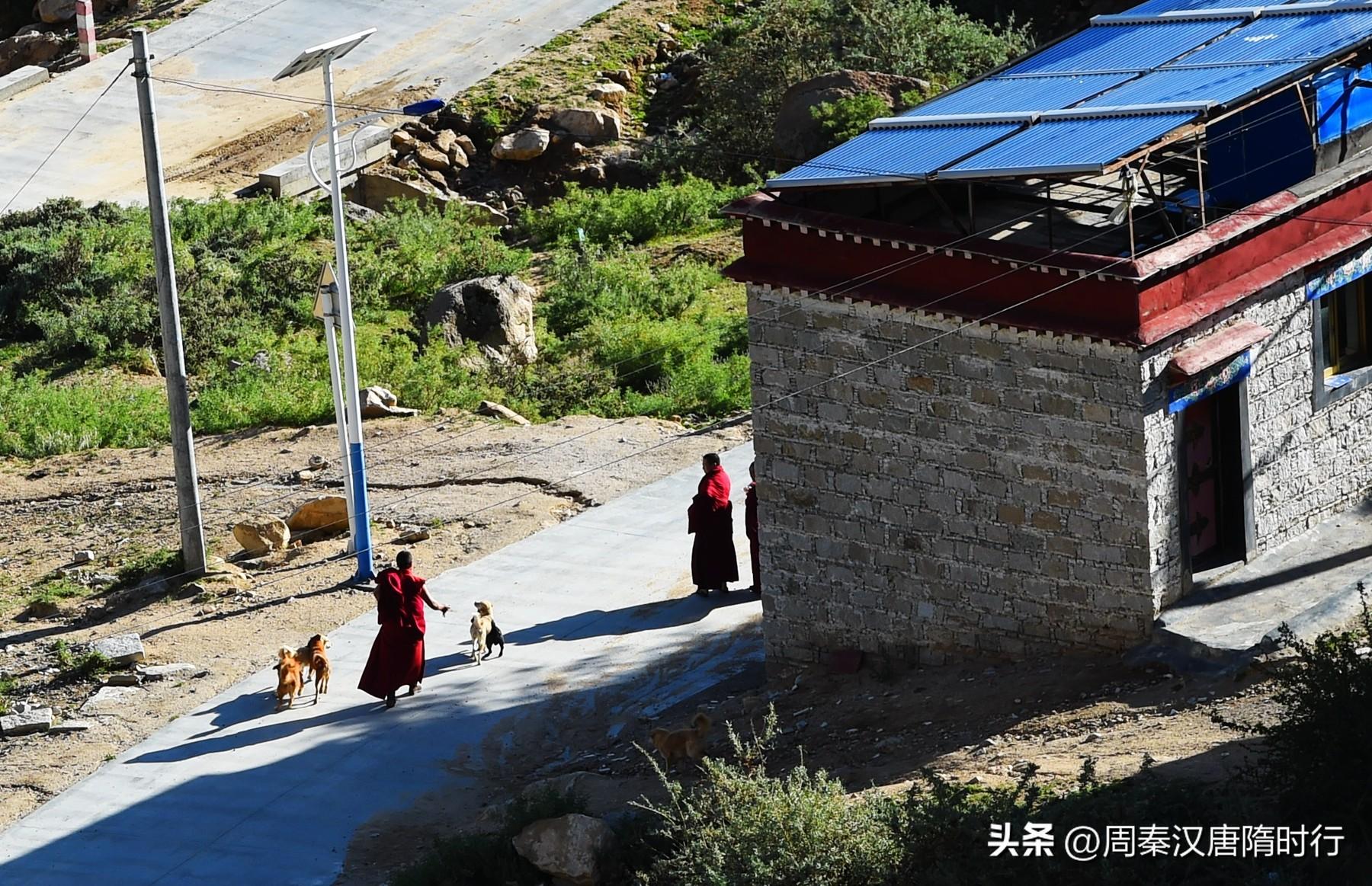 拉萨犬值多少钱 拉萨犬什么价格和图片