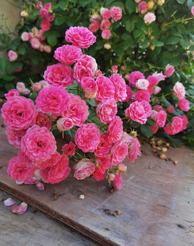 室内养什么花最好，室内适合养什么样的花（最香的10种花）