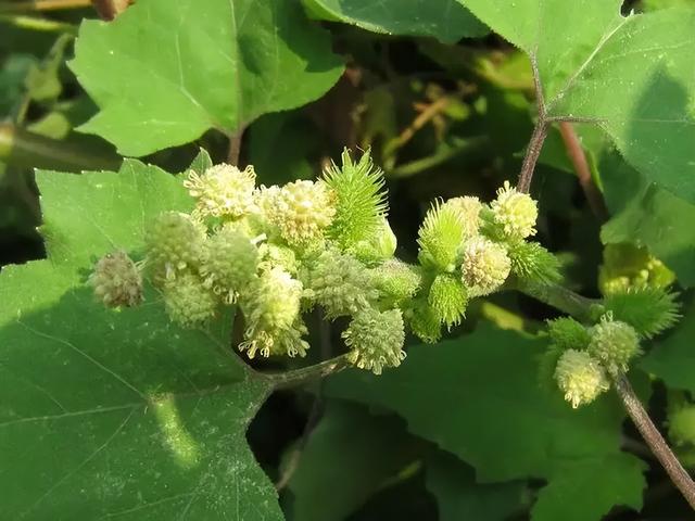 花中君子指的是什么，花中君子是哪四种花（象征高尚纯洁的菊花）