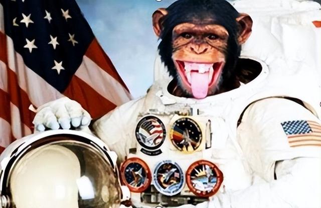 猩猩的寿命，野生大猩猩的寿命（一只黑猩猩被美国送上太空）