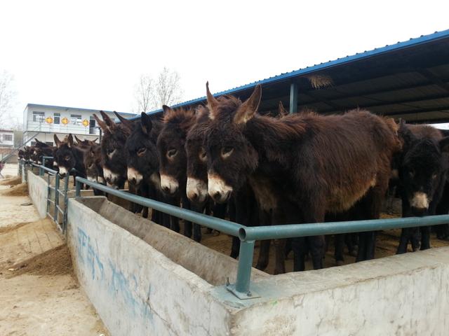 马属于什么类动物，马是属于兽类吗（马看上去处处比驴强）