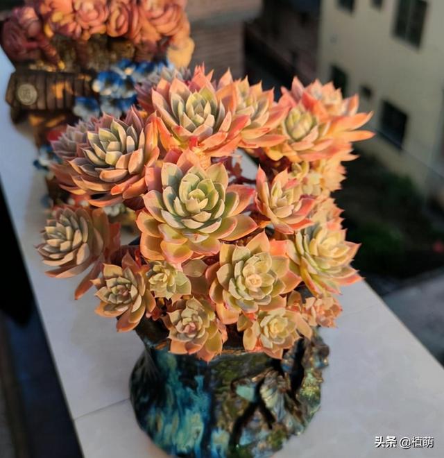 多肉丝绸面纱秋天的养护，怪不得追捧的花友越来越多