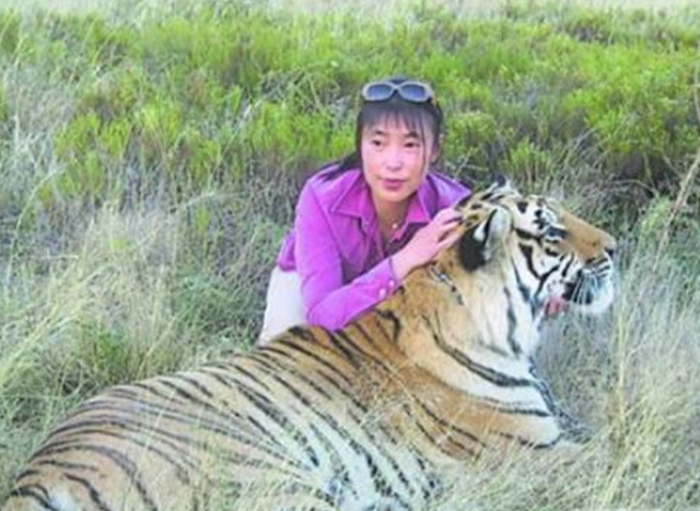 更大的老虎会是谁，世界上最大的老虎是什么（03年中国将5只老虎放到非洲草原）