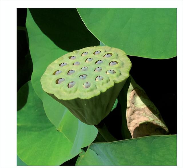 花朵的构造有哪些，花朵的组成结构（暴力拆解花朵的几何结构）