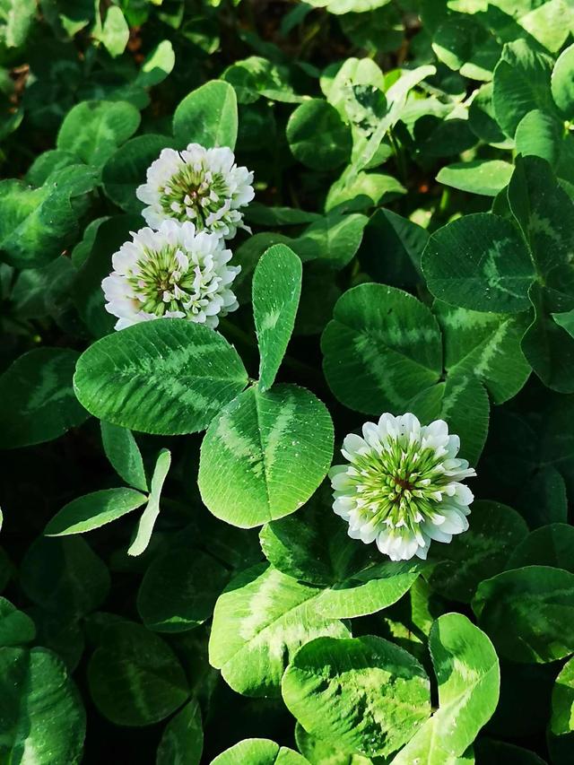 鲜花的花语和花的数目的寓意，鲜花数量的寓意（100种迷人的“数字花”）