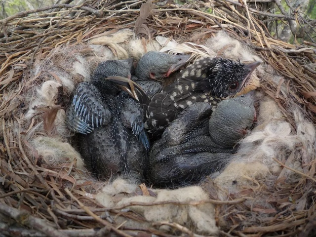 布谷鸟叫有什么征兆，布谷鸟来窗前吉凶（为什么哪儿都听不到大杜鹃“布谷布谷”的叫声）
