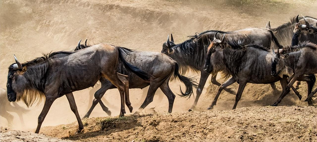 角马是马还是牛，角马是什么科（角马的社交和繁殖竟如此奇特）