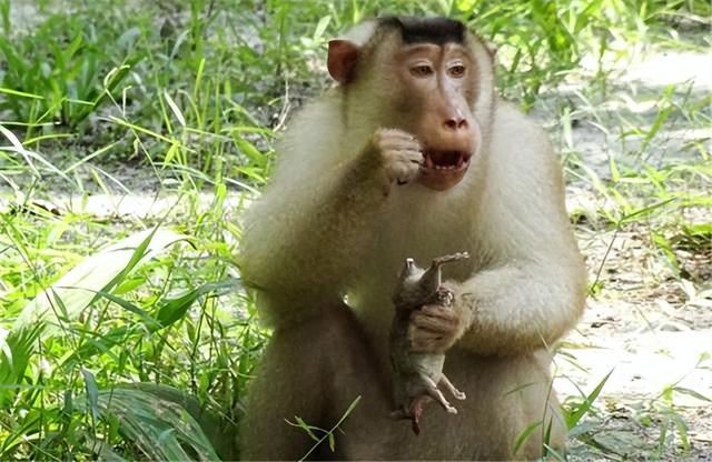 五大神兽vs五大凶兽，四大神兽被谁吃了（传说中的东北五大神兽）