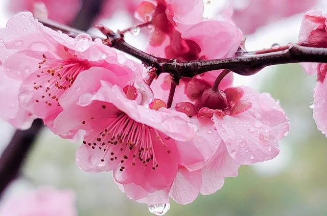 扶桑花的花语及寓意，扶桑花的花语及寓意是什么（却被冠上不祥的寓意）