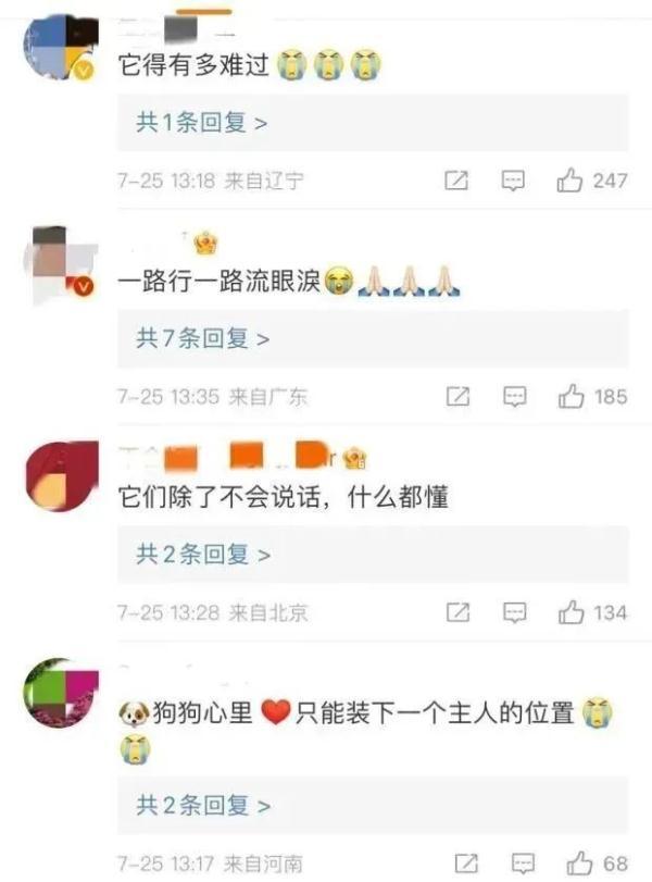 忠犬八公是什么狗，智商高又不掉毛的狗（忠犬在家门口守了2年）