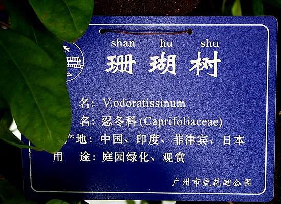 珊瑚树（珊瑚树开花，珊瑚树开花，似动漫画的枪战图（绿珊瑚开花）