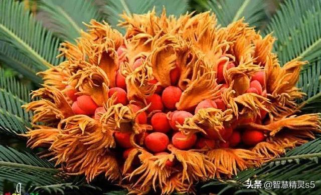 铁树开花的方法，铁树开花的方法有哪些（铁树开花了，也有芬芳的一天）