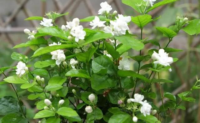 室内适合养殖什么，室内适合养殖什么项目（6种“健康花”）