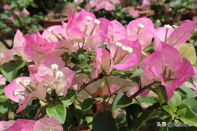 光叶子花的寓意，花语是热情、坚韧不拔、顽强奋进