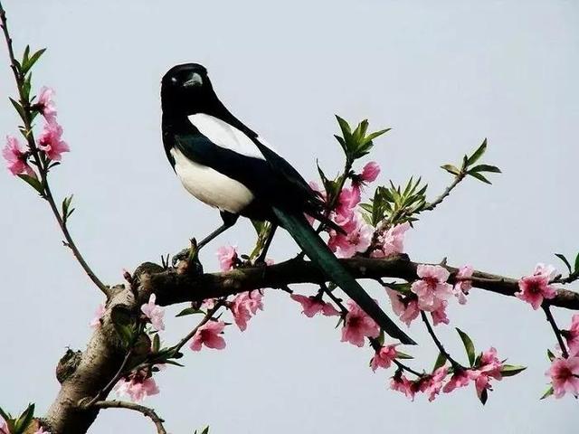 喜鹊图片大全大图，喜鹊的种类及分布图（喜鹊吉祥图片，精美手机壁纸）