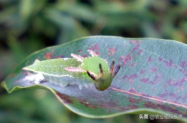 鳞翅目的昆虫有哪些分类，鳞翅目常见昆虫有哪些（第二章、农业植物害虫害螨）