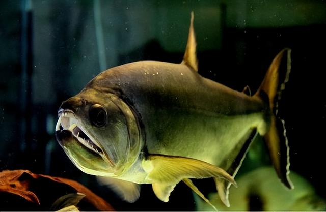 养鱼数量有什么讲究,养鱼的数量有讲究吗(一个鱼缸只养一条鱼好不好)