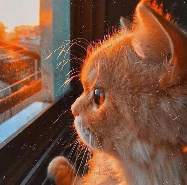 简单QQ头像微信，简单QQ头像（超级好看的可爱头像）