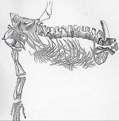 恐龙图片大全大图，画恐龙图片大全大图（画恐龙怎么画）