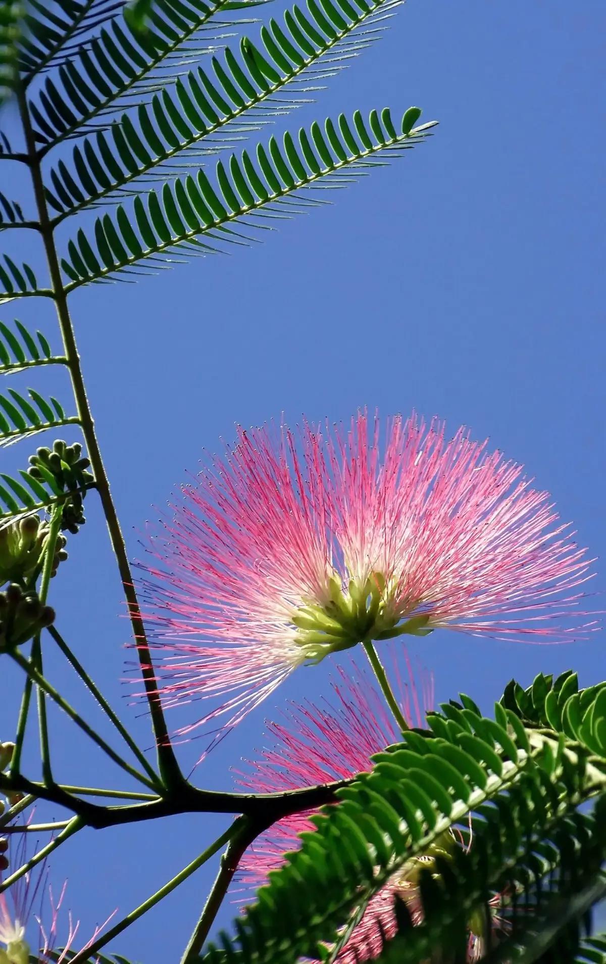 合欢花毕业花(毕业花) 