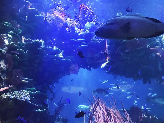 迪拜帆船酒店简介，迪拜帆船酒店介绍（80张高清图带你走进迪拜七星级帆船酒店）