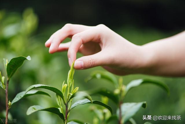 碱性最强的茶叶，什么茶碱性最大最好（茶是碱性还是酸性的）