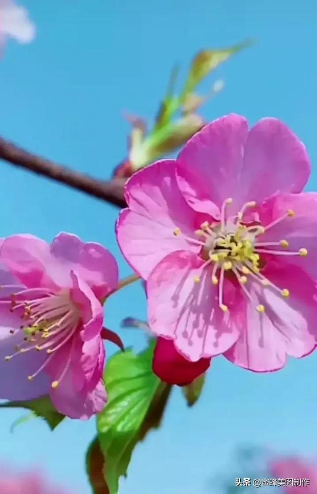 人生如花经典句子，人生的经典句子（都要开得灿烂）