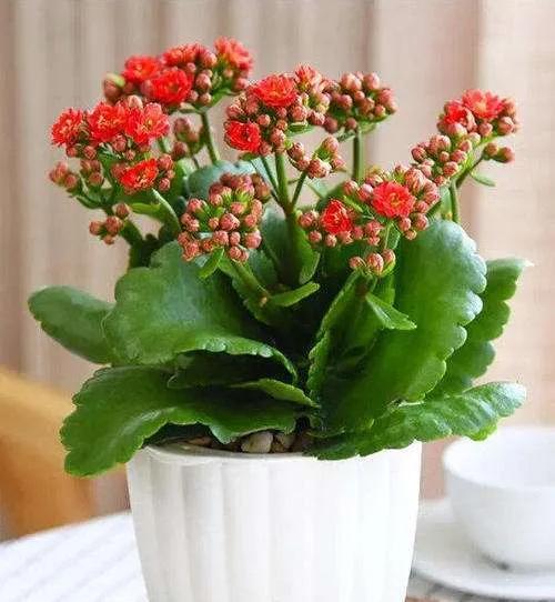 笑靥和笑魇的区别，笑魇如花还是笑靥如花（笑魇如花还是笑靥如花读音）