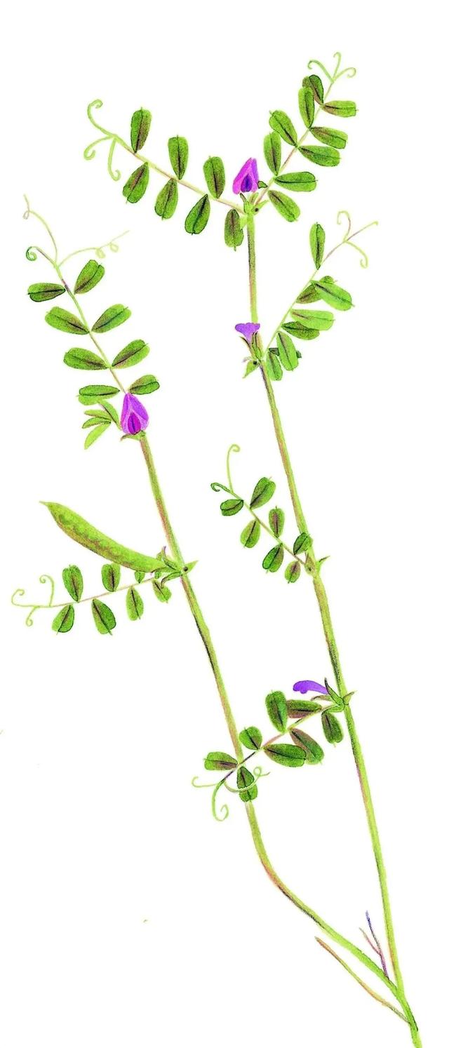 农村常见的花，凌巧分享篇41——这15种生活中常见的野花