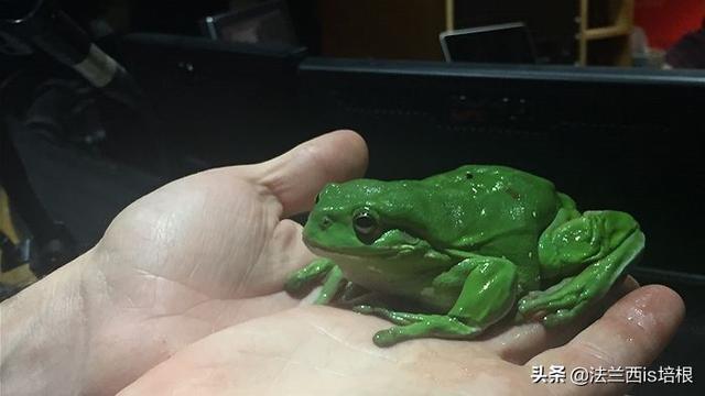 树蛙吃什么,树蛙有毒吗(宁波海关截获的树蛙)