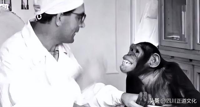 五牲是指哪五种动物，五畜指什么动物（苏联的“人猿杂交”实验）