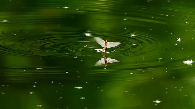 蜉蝣是什么动物，地球上会有“永生”的生物吗