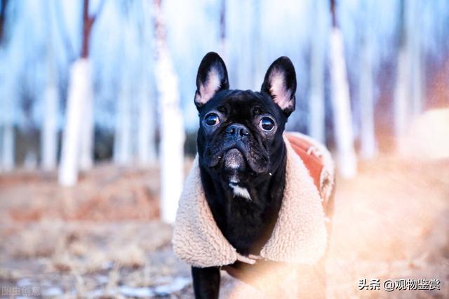 法国斗牛犬颜色排行，法国斗牛犬都有什么品种（法斗是斗牛犬中最强健敏捷的品种之一）