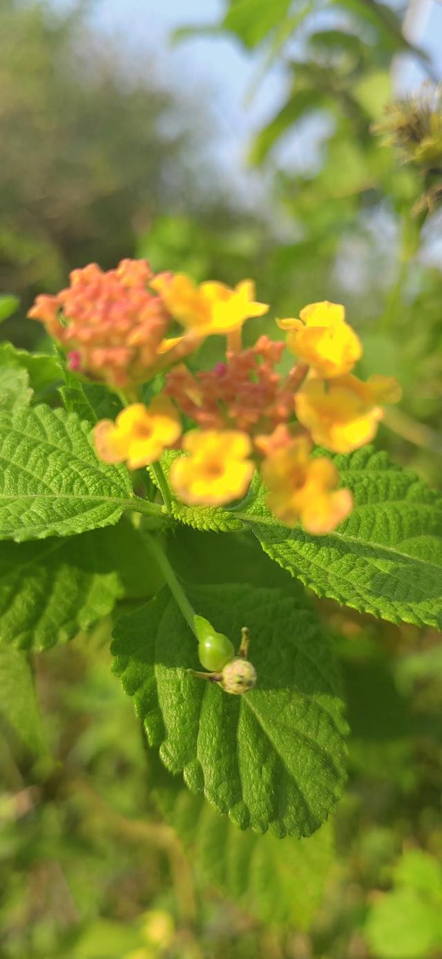 4.5月份的当季水果，芒果季节是几月份吃（一年四季都吃什么水果）