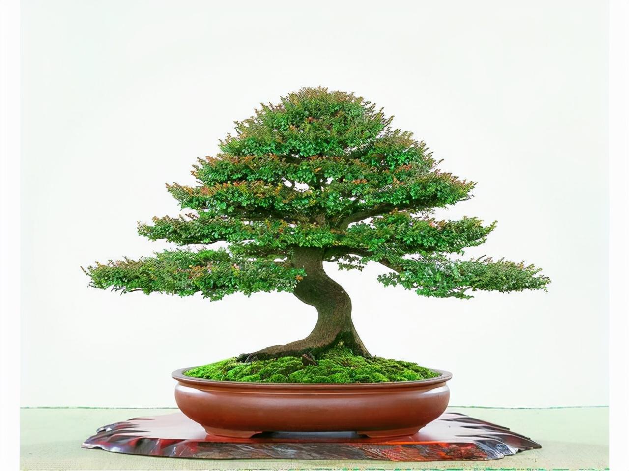 小叶紫檀花卉作用(盆栽小叶紫檀的养护)-柯彬网