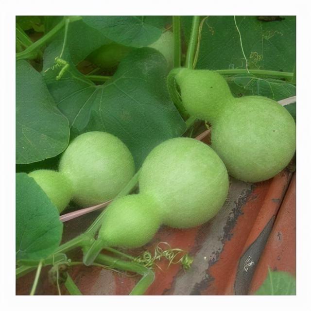 宝葫芦是什么，宝葫芦是什么电影（几个月就能收获“葫芦娃”）