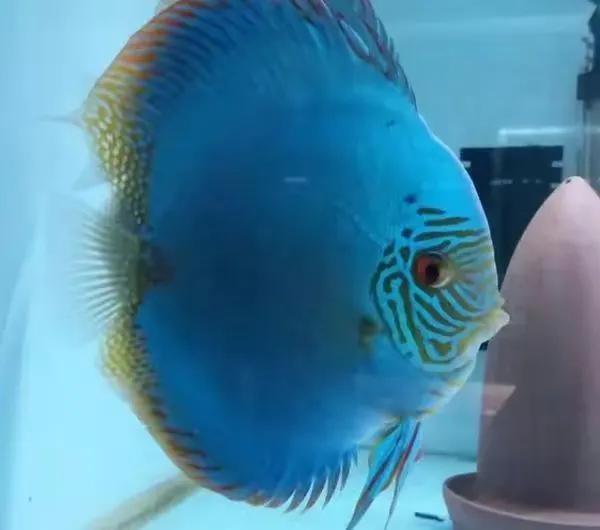 100多种神仙鱼欣赏，鳕鱼图片大全