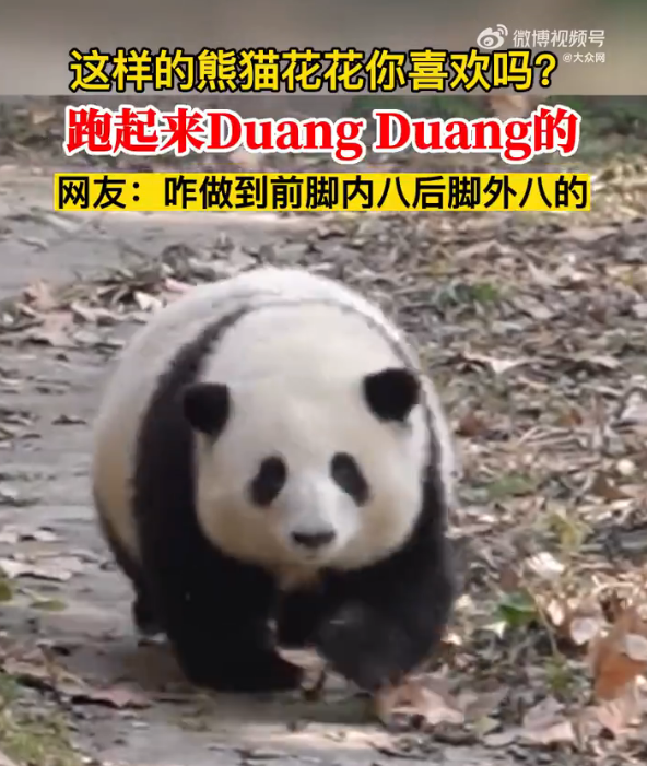 ​游客认错花花，就是那个三角形饭团~