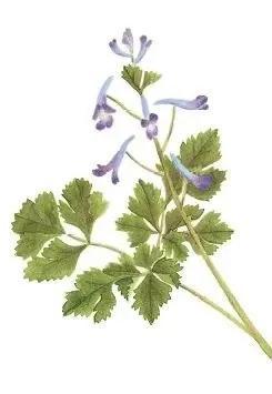 农村常见的花，凌巧分享篇41——这15种生活中常见的野花