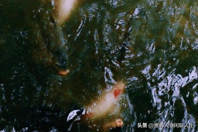 颜值高实力强4大星座女，颜值高能力强4大星座女（美貌与实力并存的四大星座女）