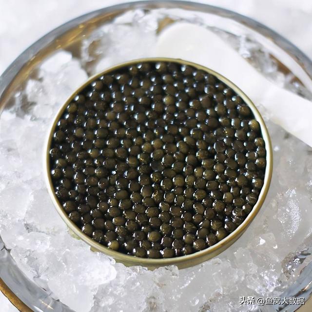 野生鲫鱼一斤多少元，2021鲫鱼多少钱一斤今日鱼价（黑龙江渔民捕获1028斤大鱼）